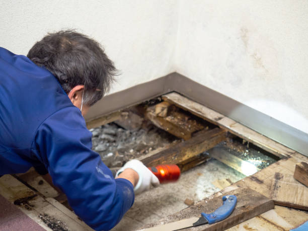 Best Crawl Space Mold Removal  in Powhatan Point, OH