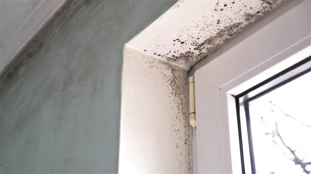 Best Professional Mold Removal  in Powhatan Point, OH
