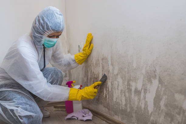 Best Best Mold Removal Companies  in Powhatan Point, OH