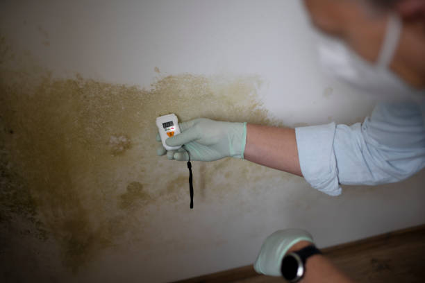 Best Same-Day Mold Removal  in Powhatan Point, OH