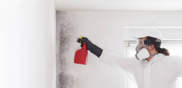 Best Mold Removal Near Me  in Powhatan Point, OH