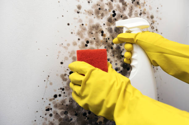 Professional Mold Removal in Powhatan Point, OH