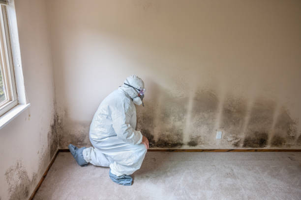 Best Toxic Mold Removal  in Powhatan Point, OH