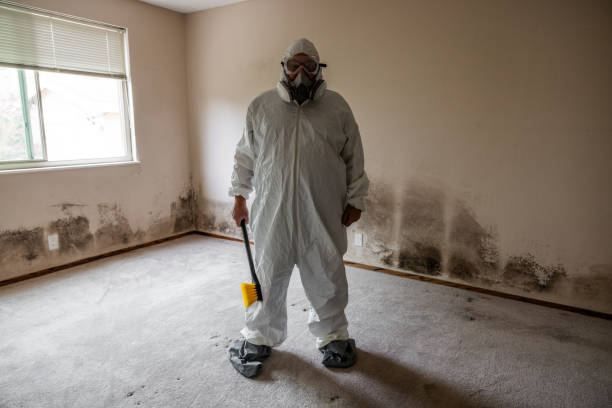 Best Mold Damage Repair  in Powhatan Point, OH