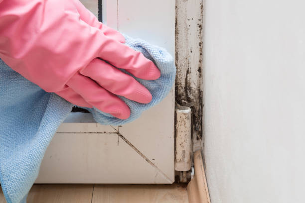 Best Crawl Space Mold Removal  in Powhatan Point, OH